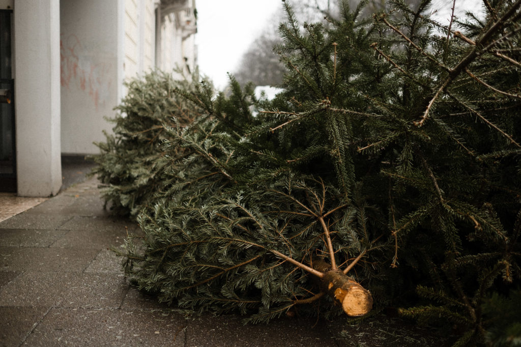 ein großer, abgesägter Tannenbaum liegt draußen auf einer Straße vor einem Häuserblock