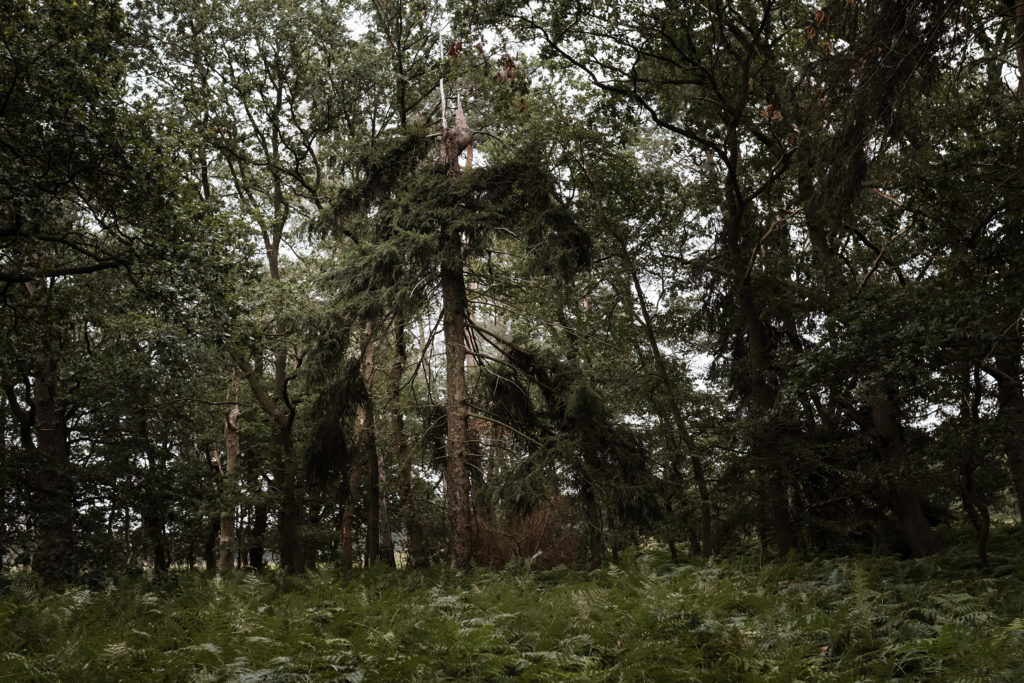 ein Wald, viele Tannen und Fahn