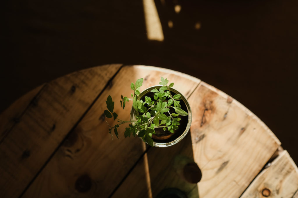 auf einer Holz- Kabeltromel steht eine kleine, grüne Pflanze, sie wird angestrahlt durch die Sonne